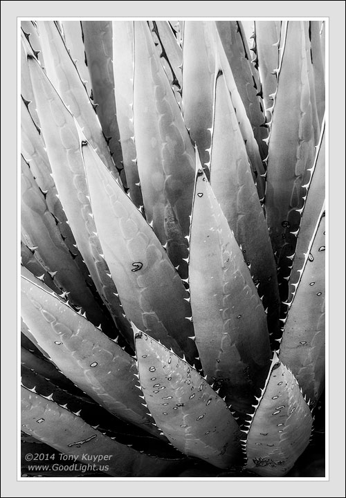 Agave Glow