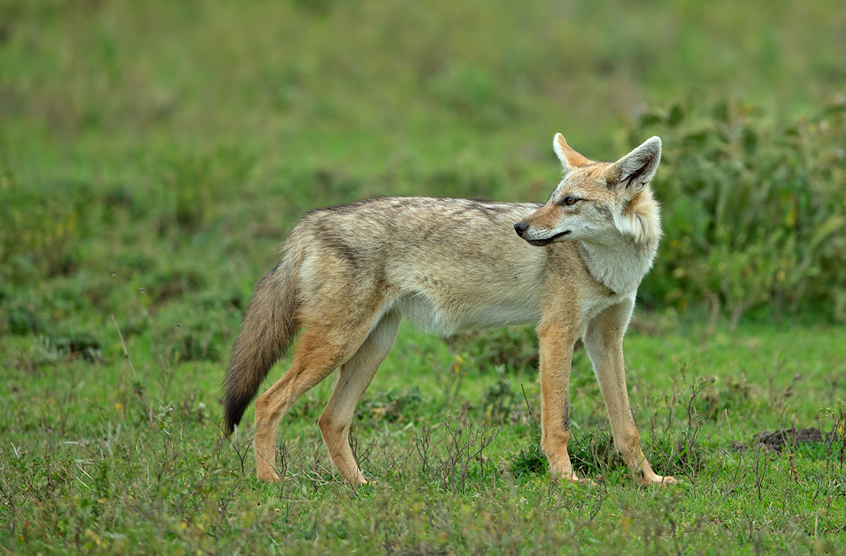 Golden Jackal