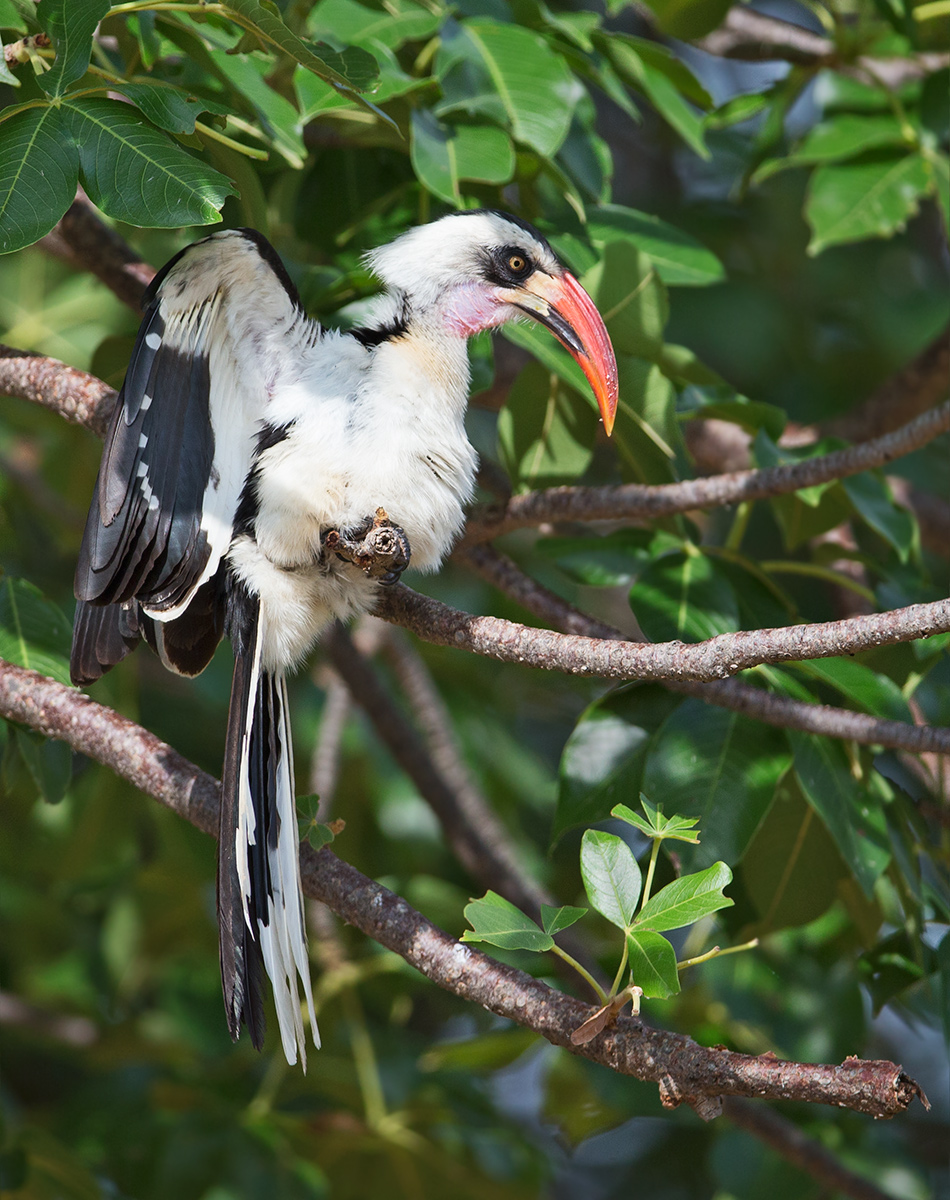 Ruaha Red Billed Hornbill