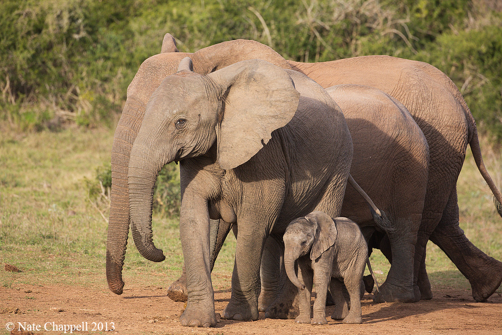 Addo Elephants