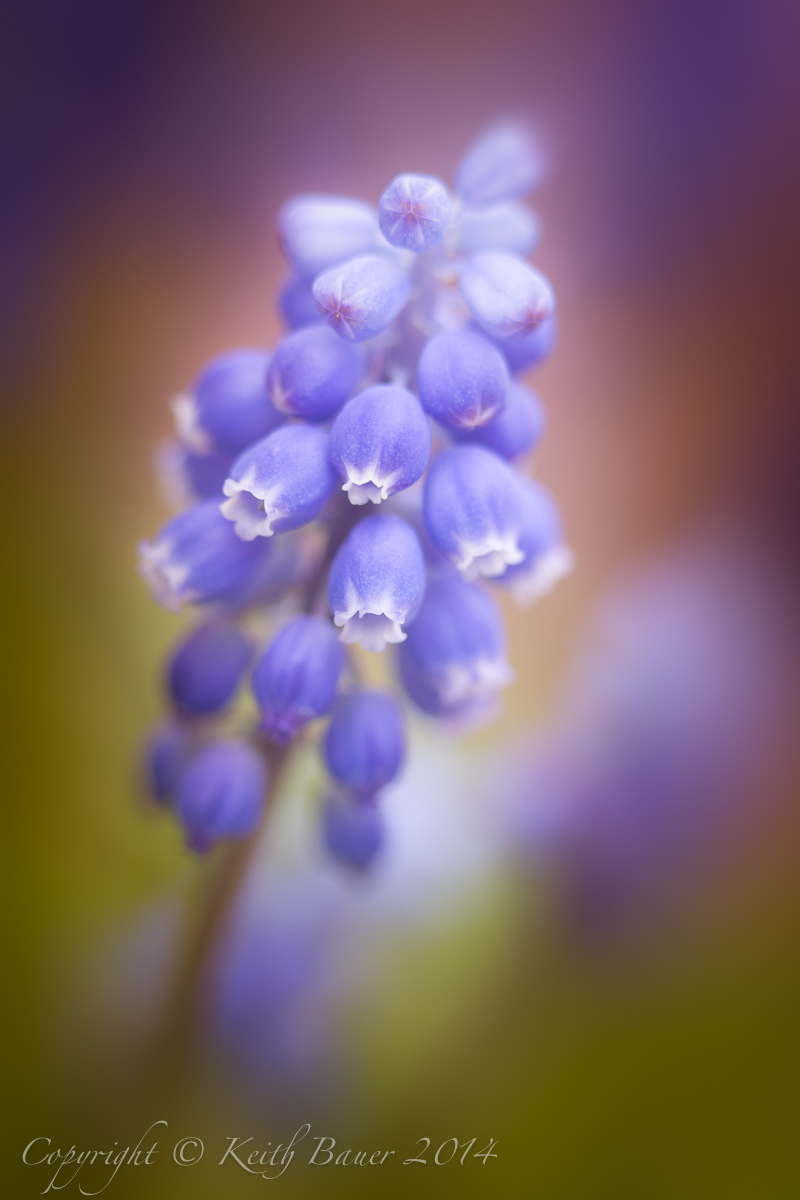 Grape Hyacinth