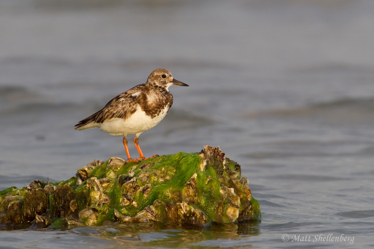 Ruddy Turnstone