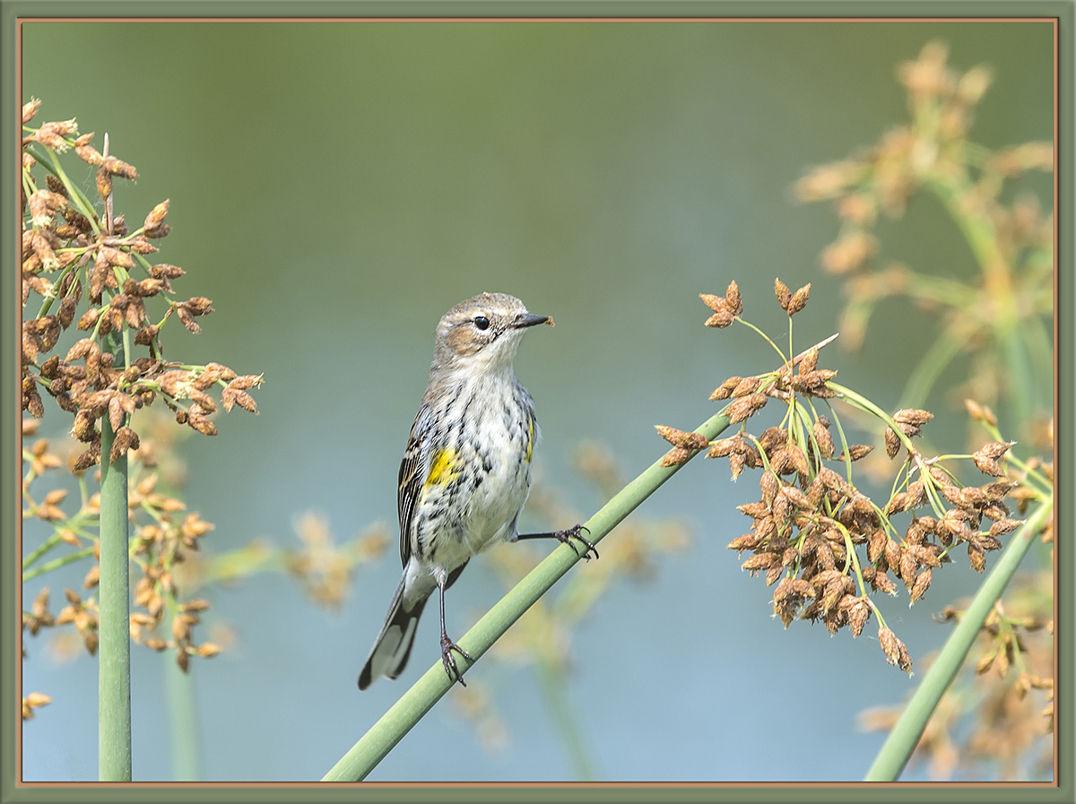 Yellow-Rumped Warbler