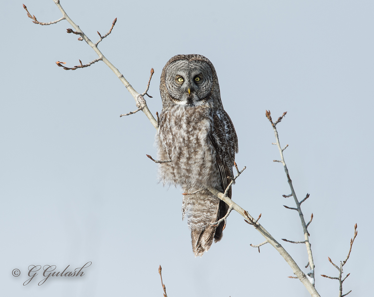 Strix nebulosa
