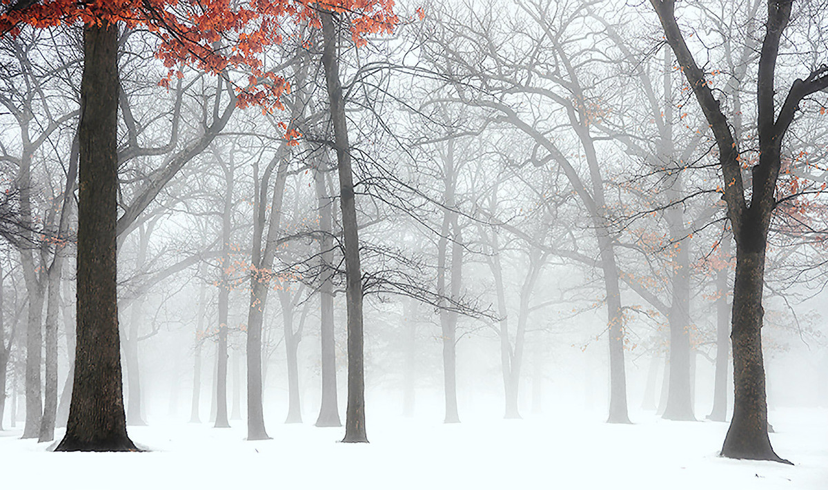 LIGHT FOG