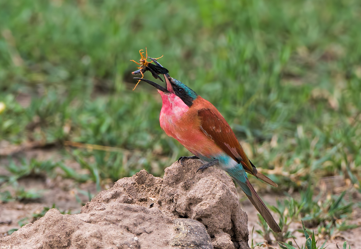 Carmine Beeeater