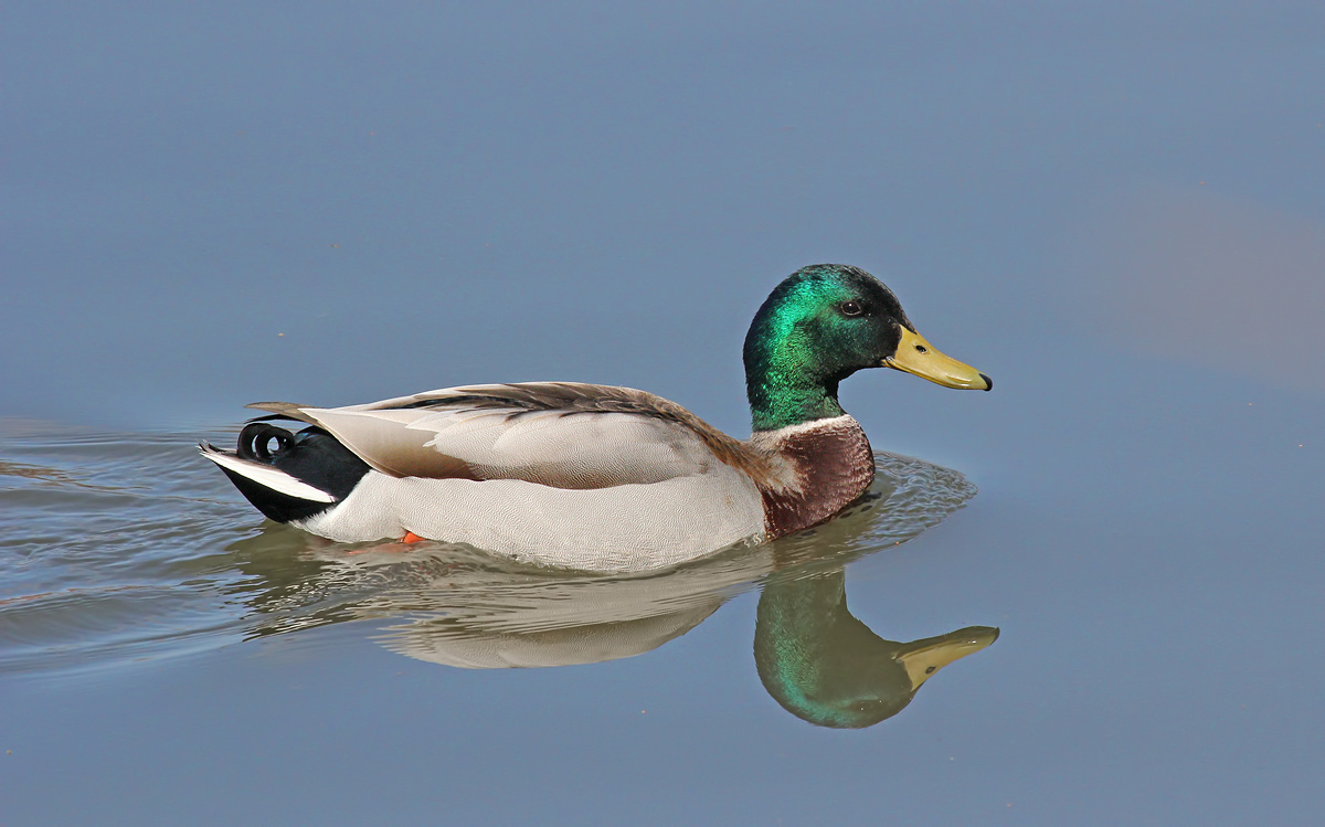Just a Regular Duck
