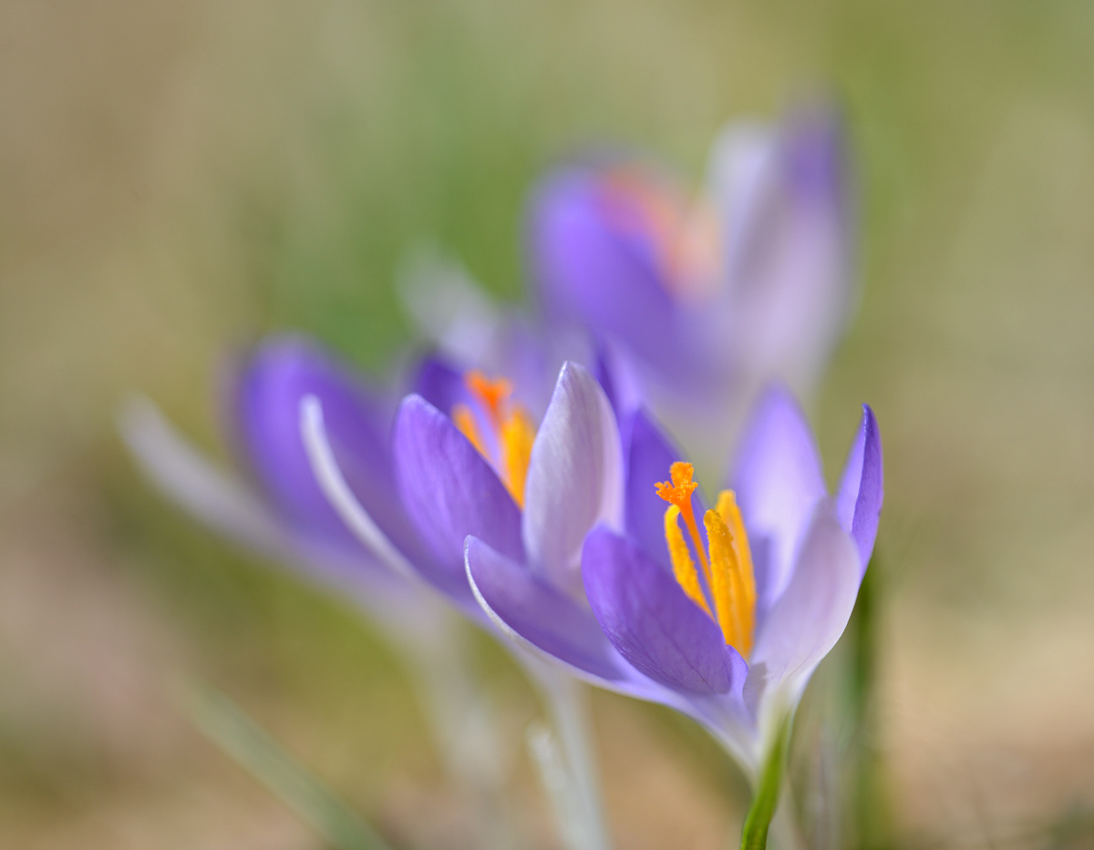 Crocus  fantasy