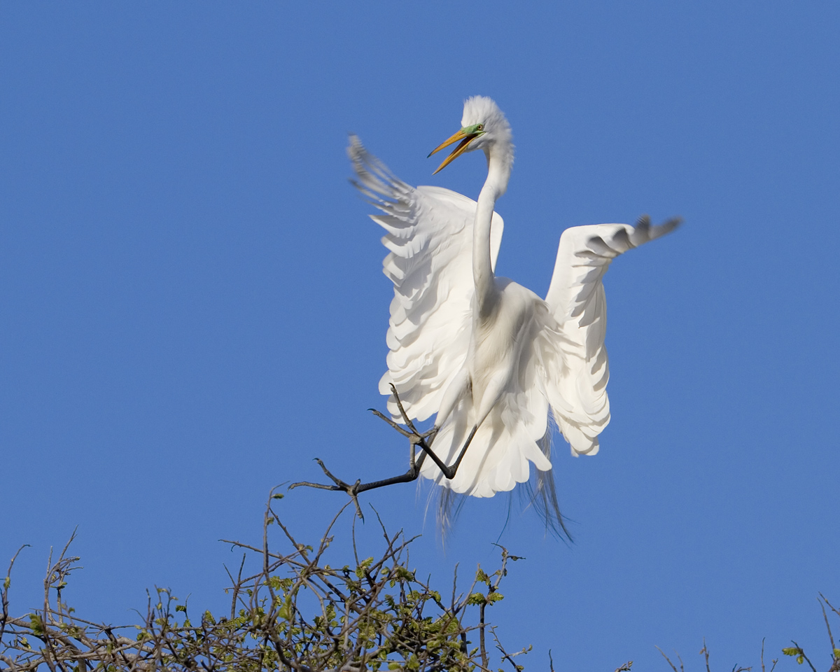 Ninja Egret