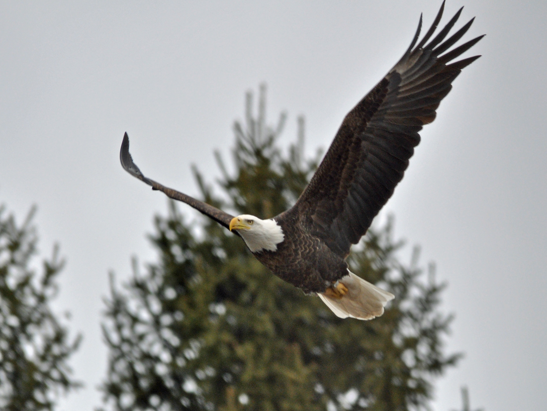 Returning Eagle