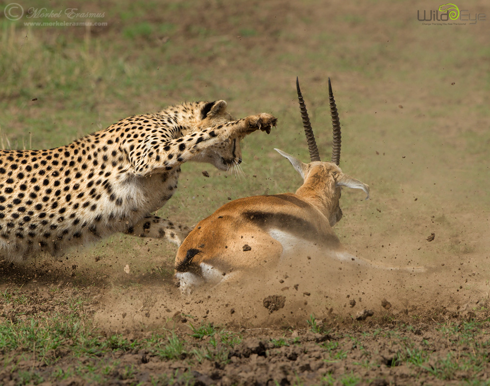 The Smackdown