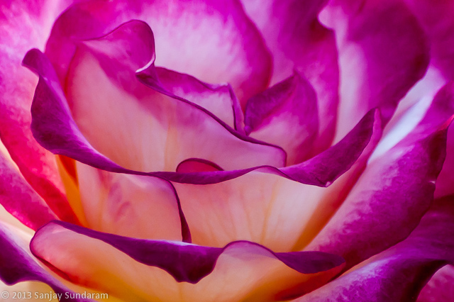 Backlit Rose Abstract