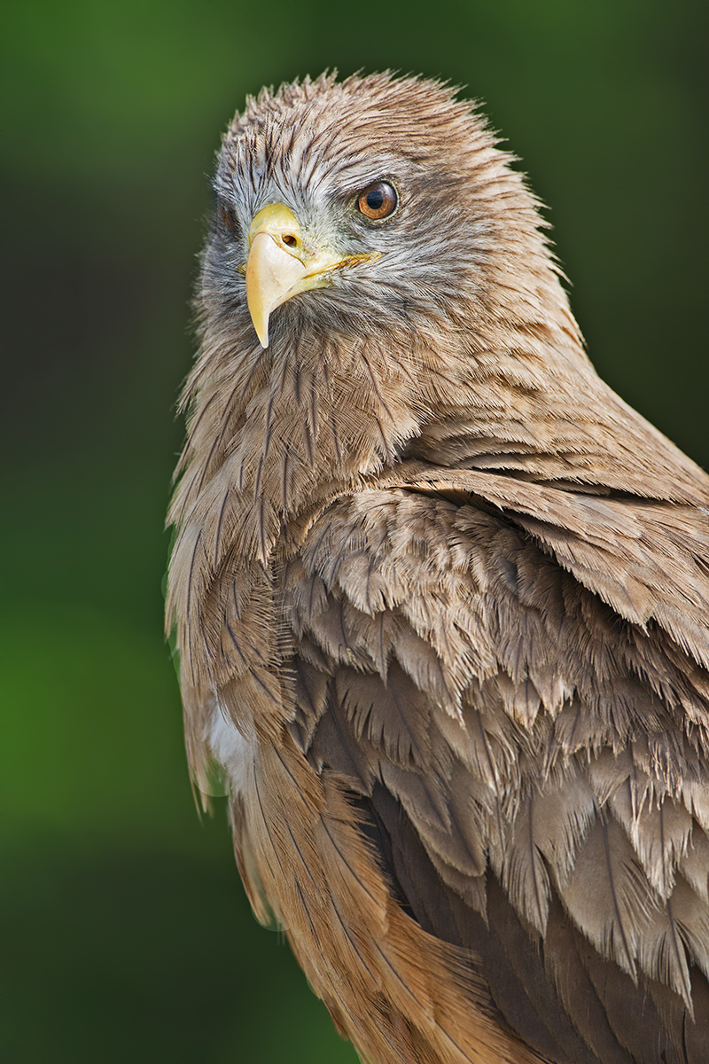Yellow Billed Kite
