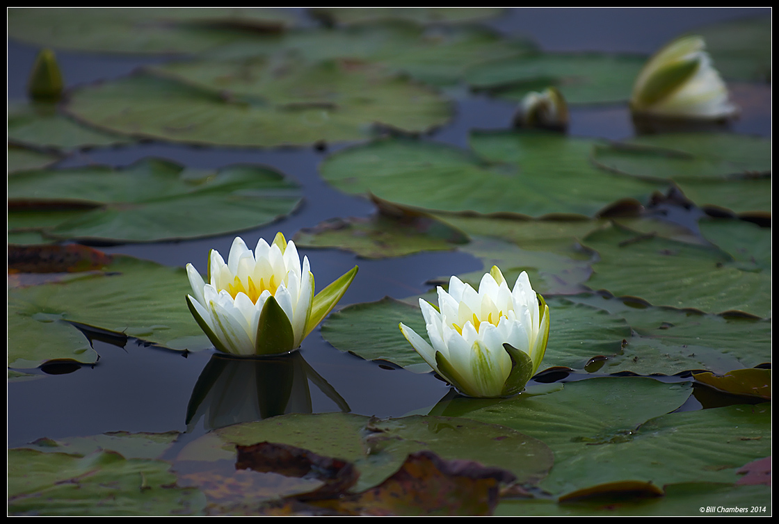 Water Lilies