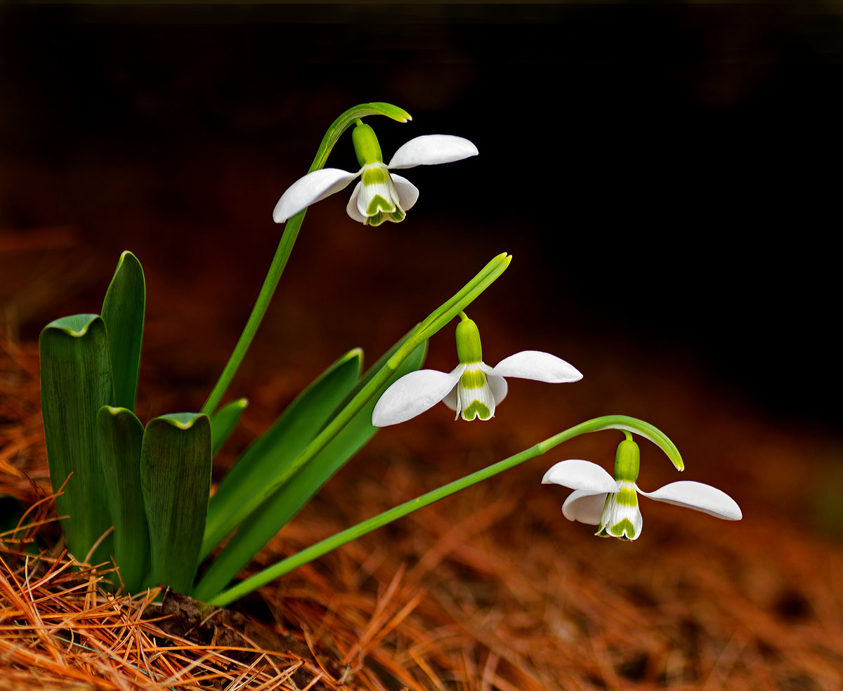 Snow Drops