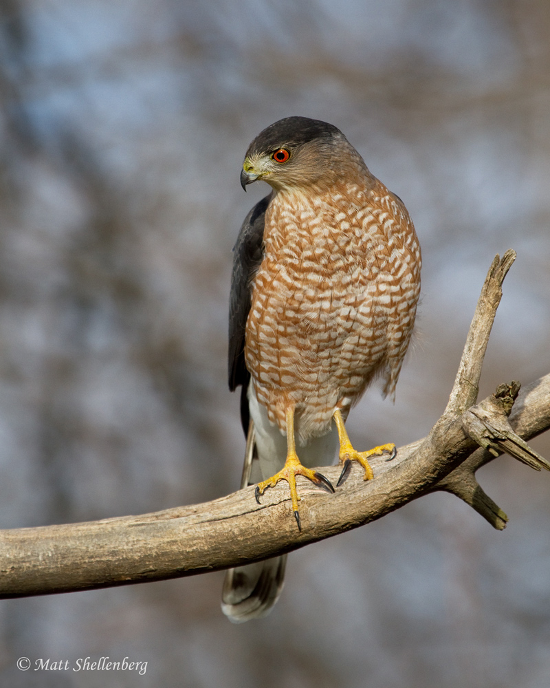 Coopers Hawk