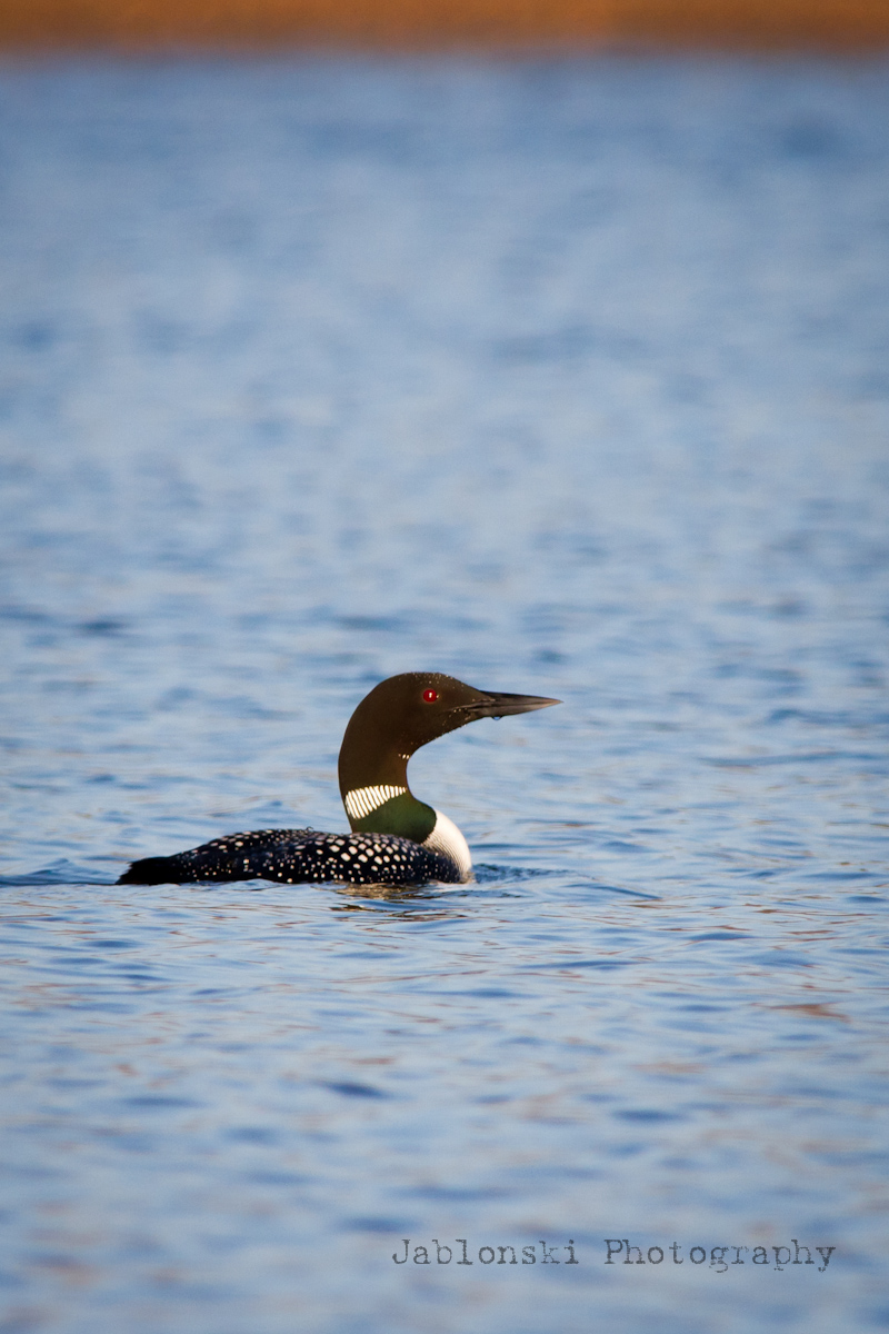 Common Loon
