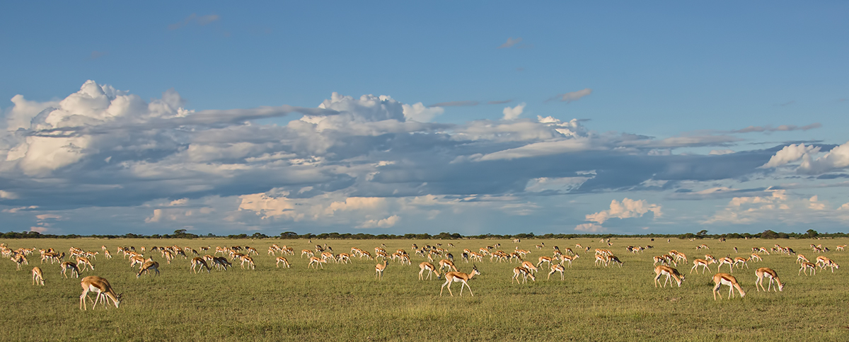 Kalahari Vista