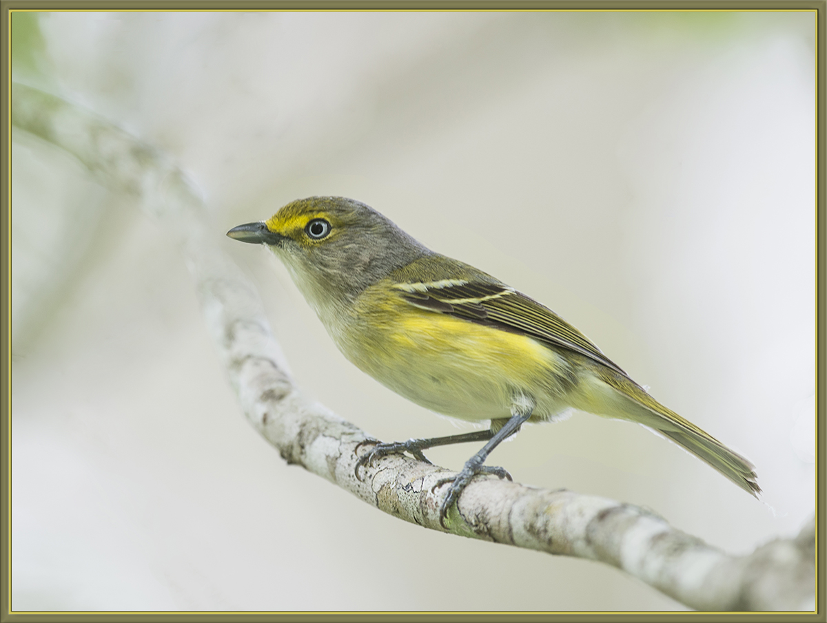 White-Eyed Vireo