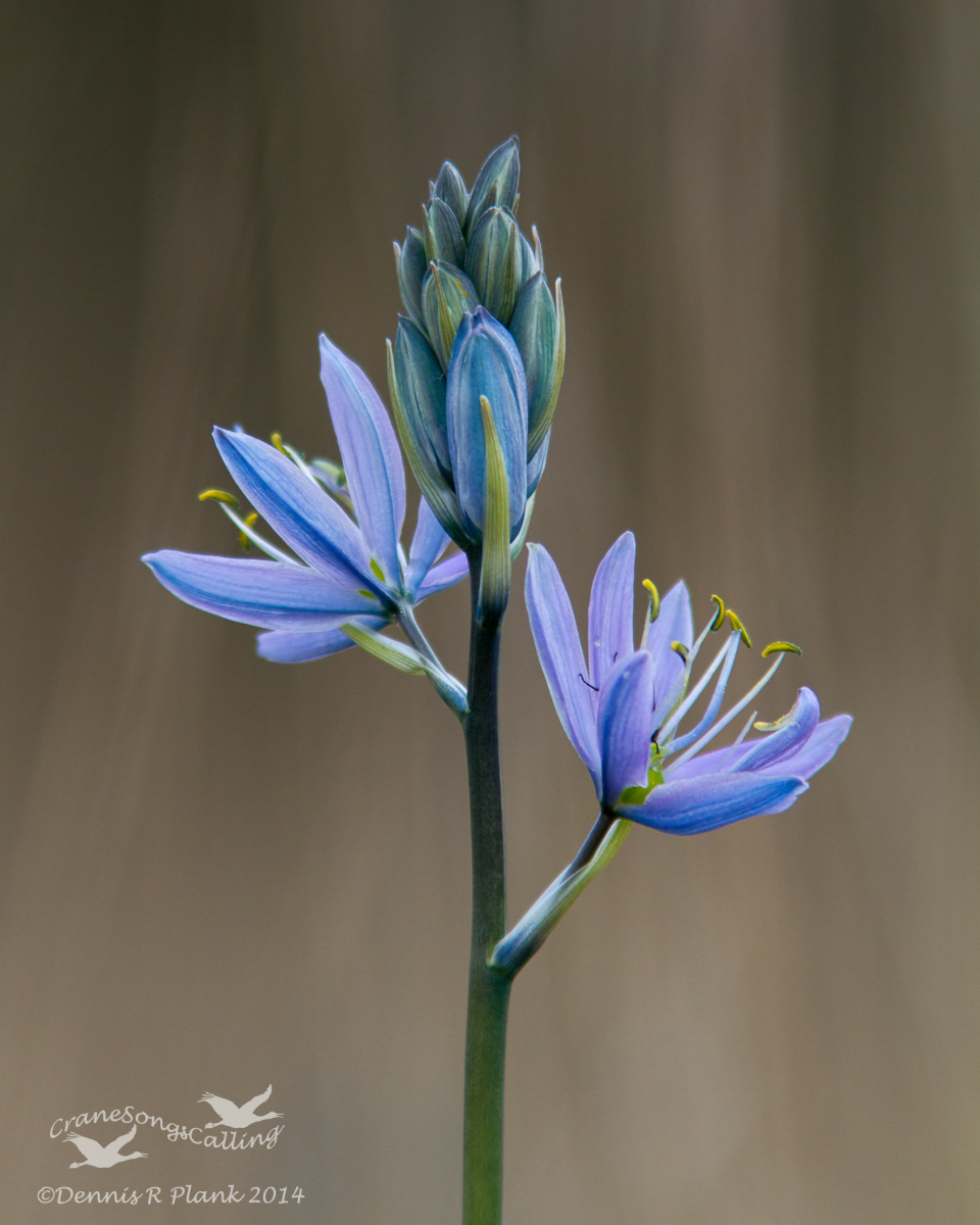 First Camas