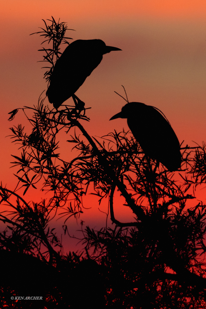 Black-crown Night Heron?