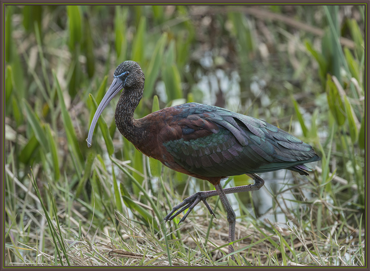 Glossy Ibis