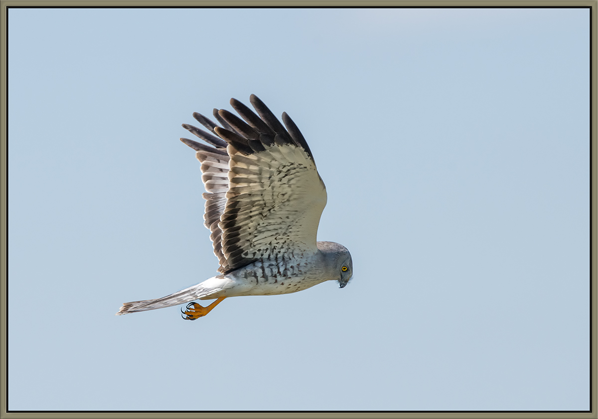Hunting