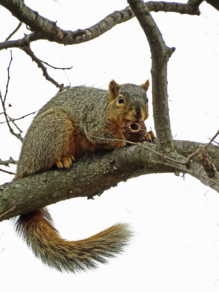 Fox squirrel