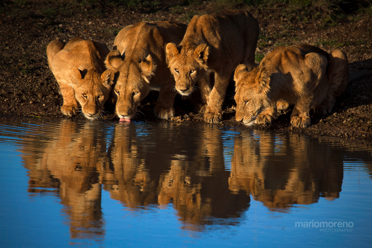 Lions of Mara Reflected