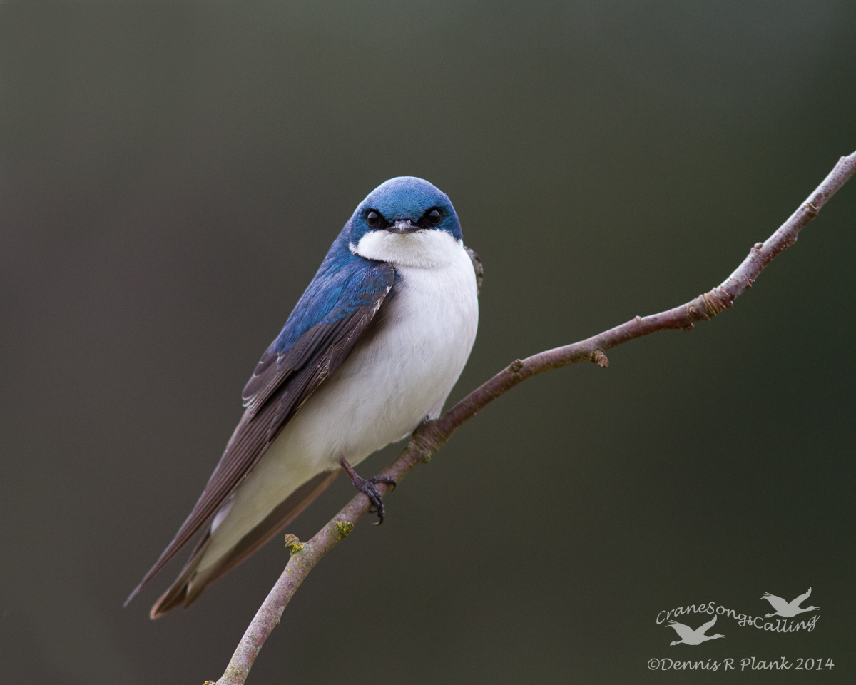 Tree Swallow