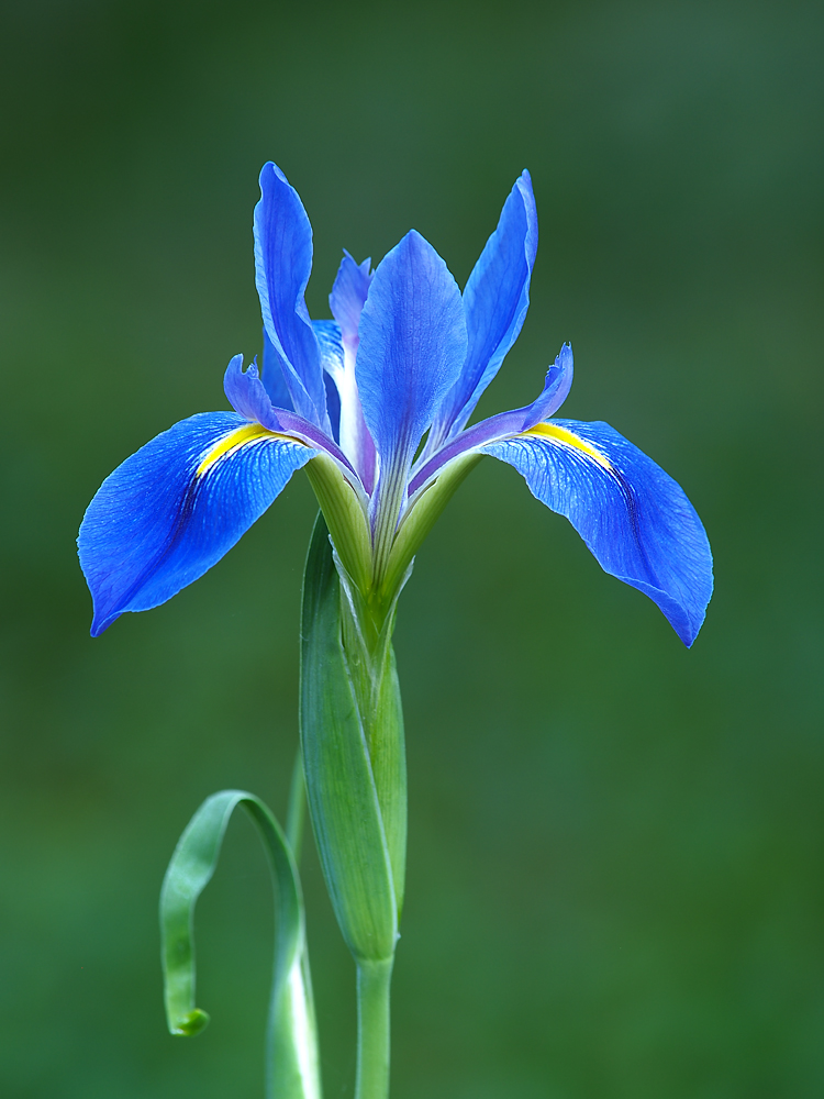 Giant Blue Flag Iris