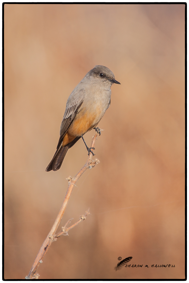 Say's Phoebe