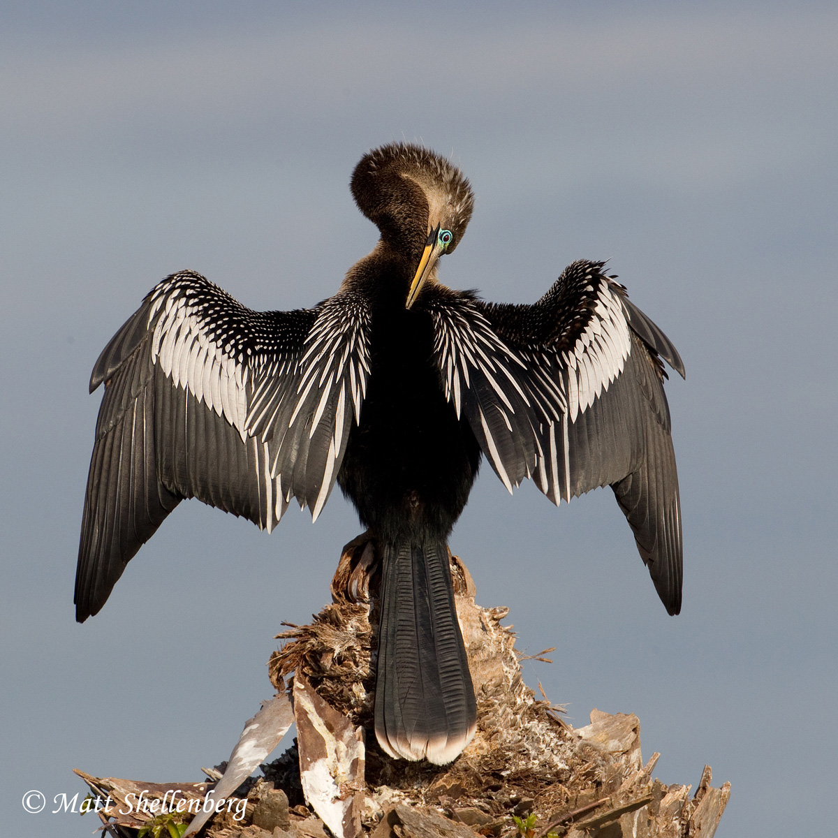 Male Anhinga