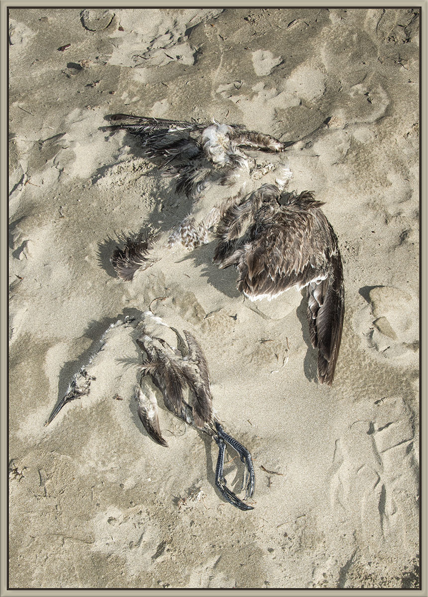 Pelagic Bird Die-off