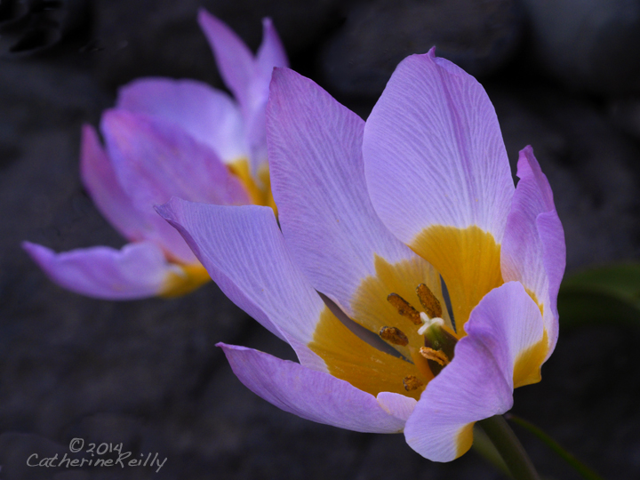 Tulip Time!