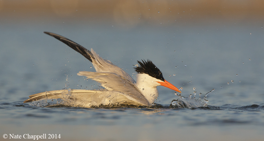 Royal Tern Bathing