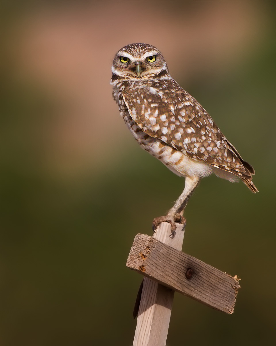 Burrowing Owl