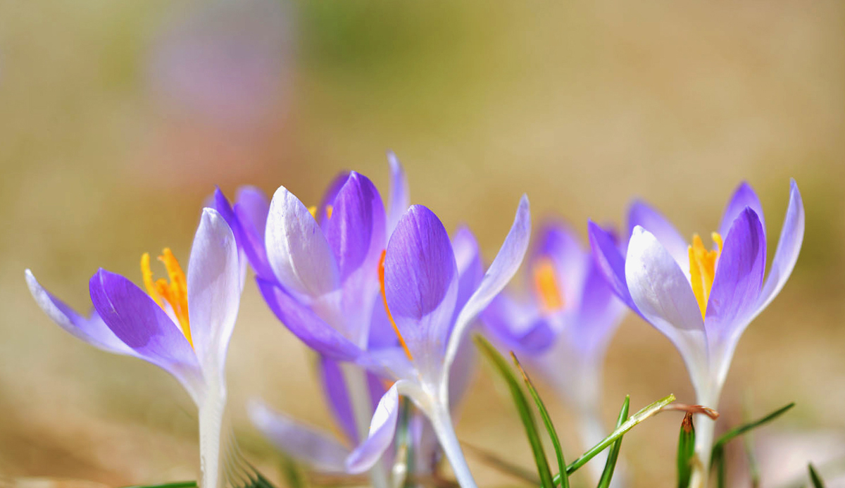 Crocus   pano
