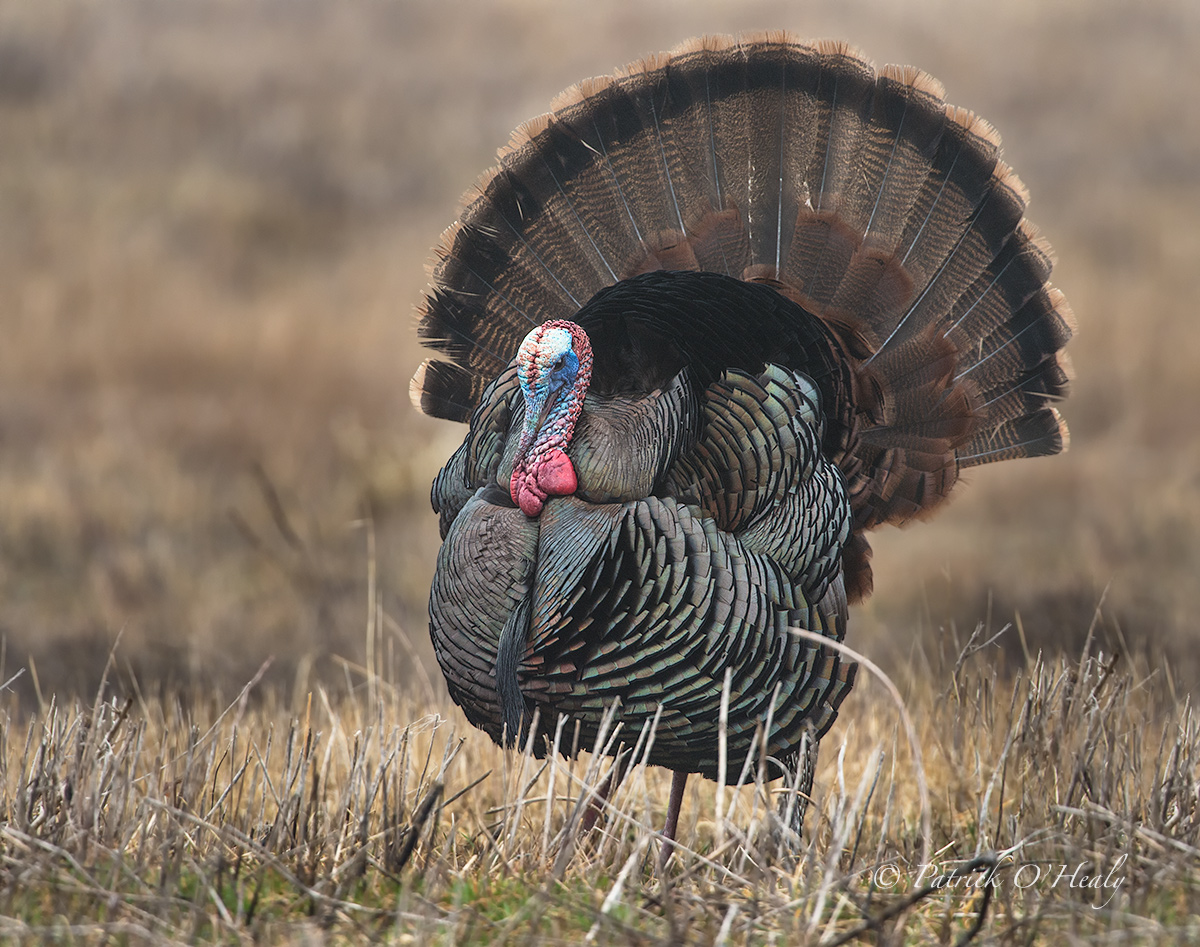 Wild Turkey