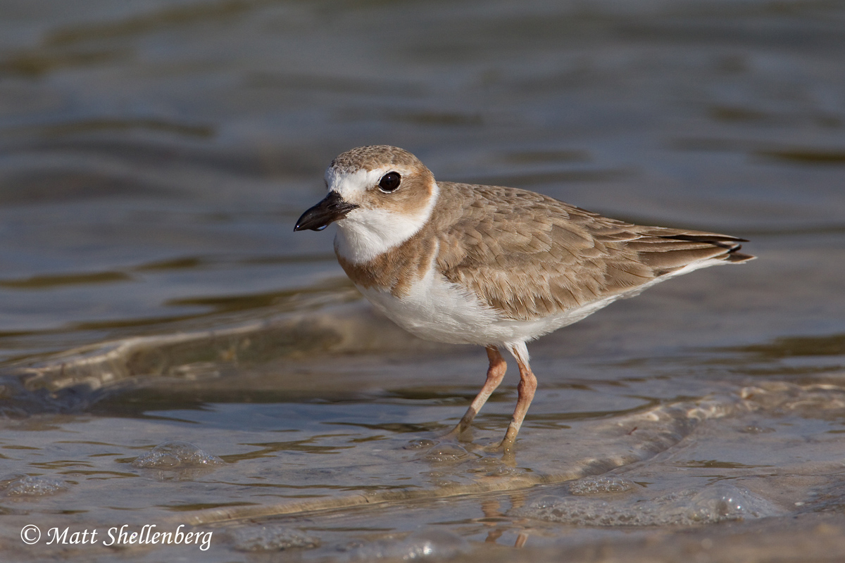 Wilson's Plover 