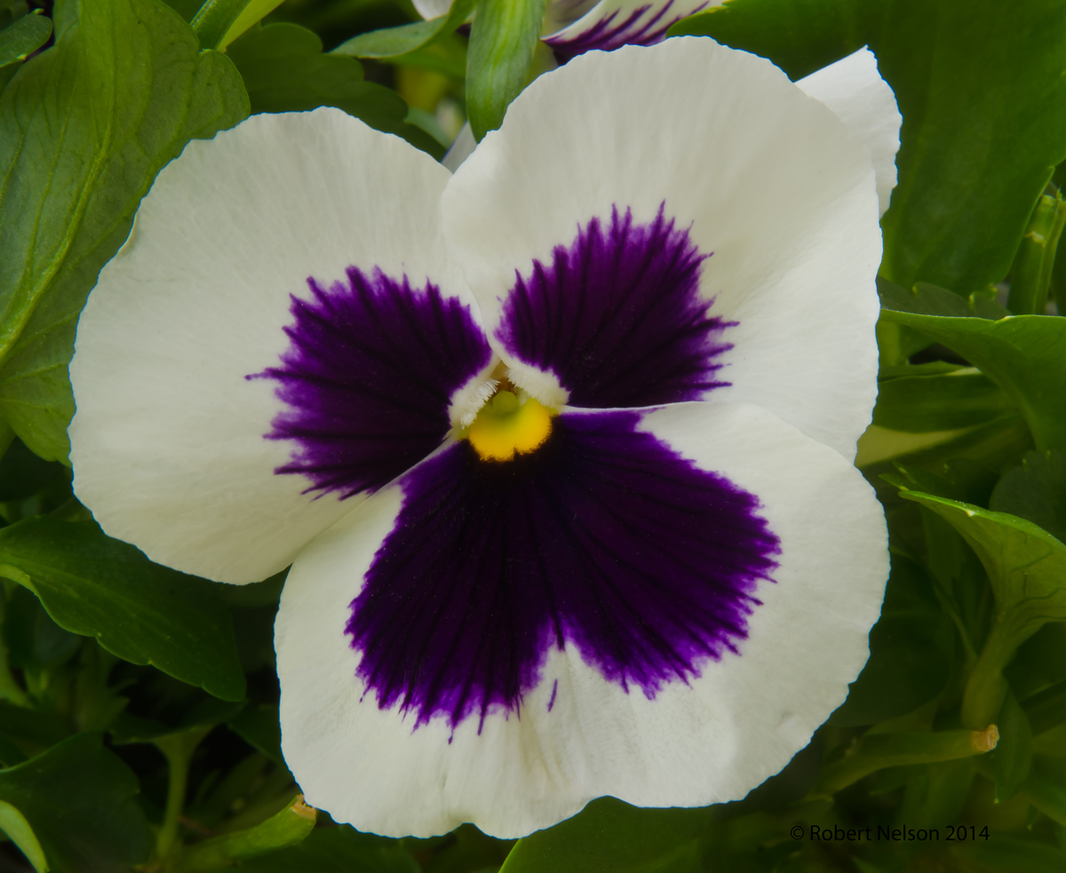 Pansy + repost