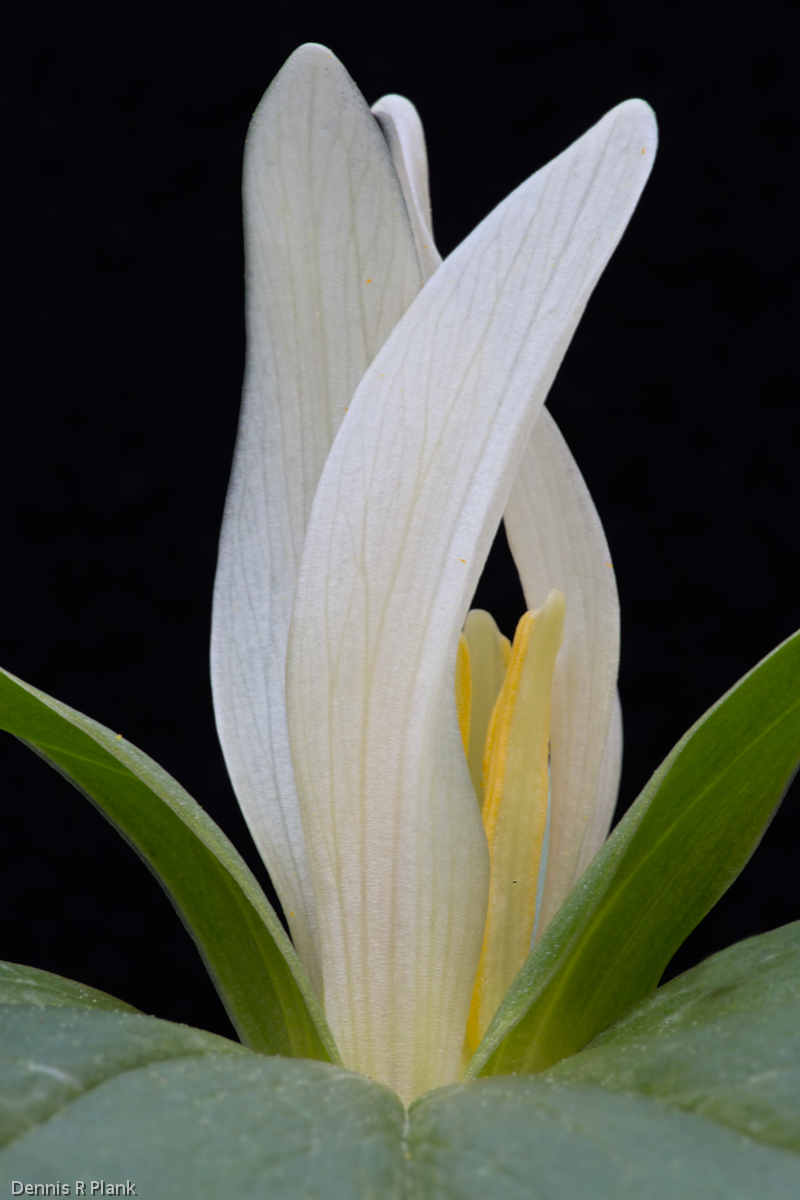 Trillium Reprise