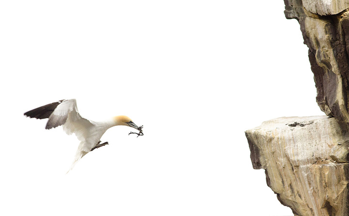 Northern Gannet building