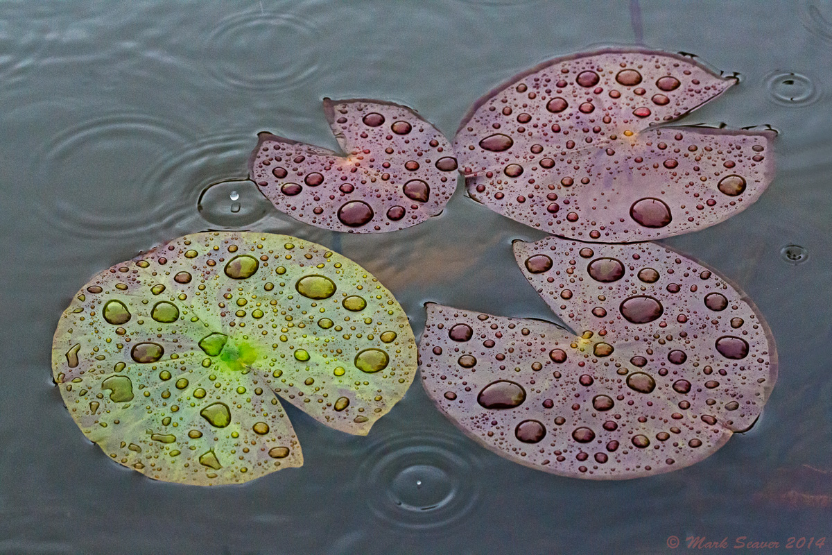 Raindrops on Lilies 3