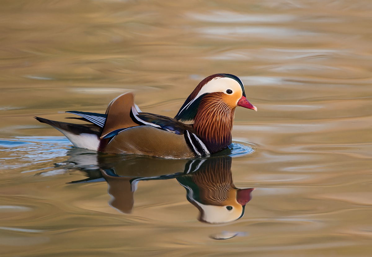 Mandarin Male  