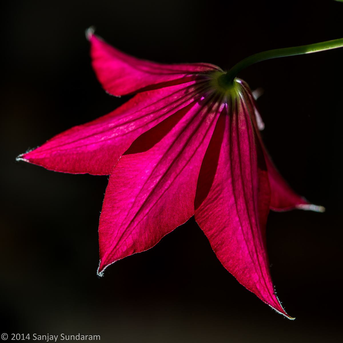 Dramatic Clematis