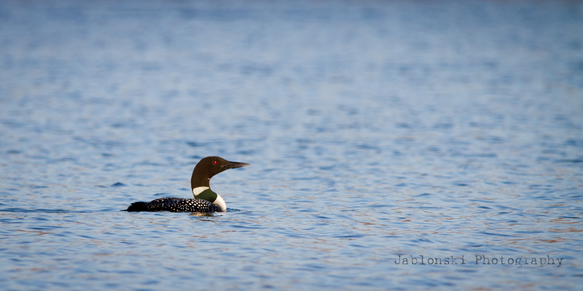 Common Loon Repost