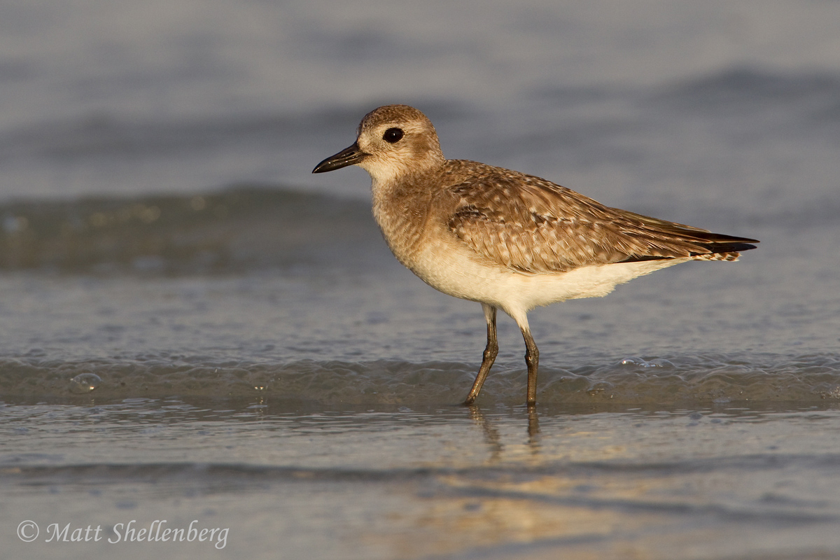 Plover in Evening Light
