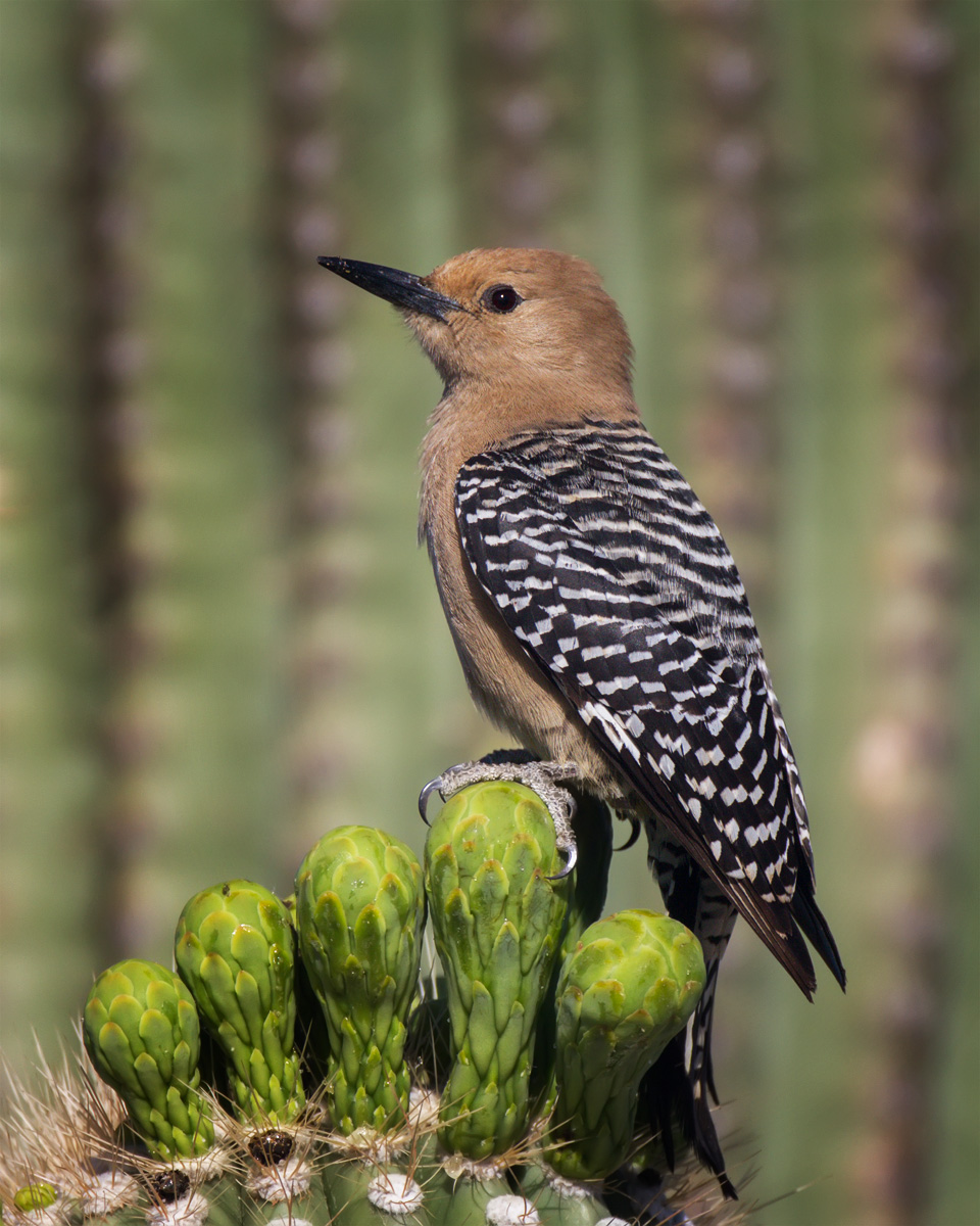 Gila Woodpecker