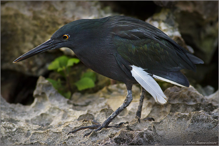 Melanistic Green Heron